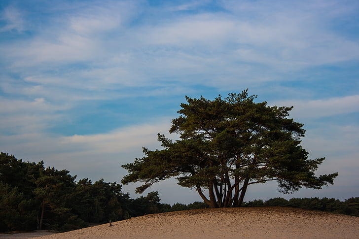 dunele de nisip soester, Dune, copac, natura, peisaj, nisip, aer