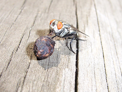 μύγα, Τρώγοντας, έντομο, μακροεντολή, κοντινό πλάνο, φύση, πτέρυγα