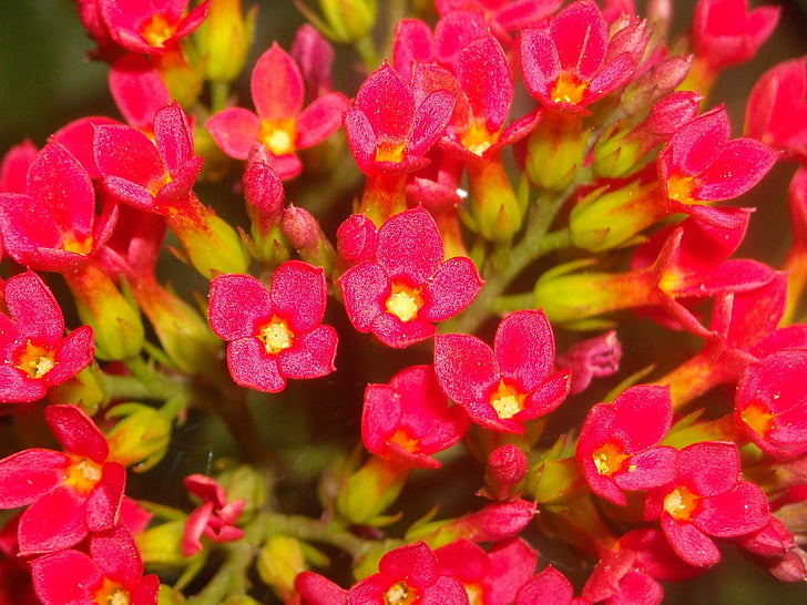 λουλούδια, το Kalanchoe pinnata, Cocor, πάπια, κόκκινο, πράσινο, φύση