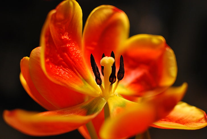 cvet, Tulipan, pomlad