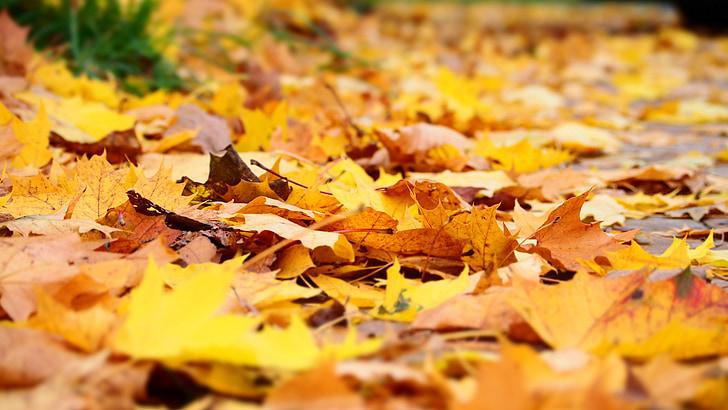 blad, efterår, gul, blade i efteråret, efterår blade, blade, skov