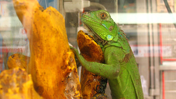 Lagarto, terrario, reptil, animal, tropical, mascota, verde