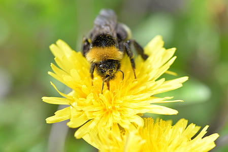 hummel, pollen, pollination, collect, public record, spring, dandelion