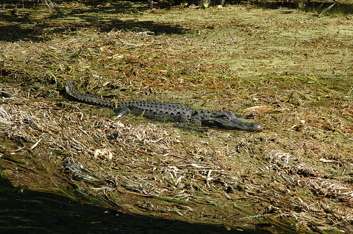 Silver springs, alligaattori, Florida, hopea, Springs, krokotiilit