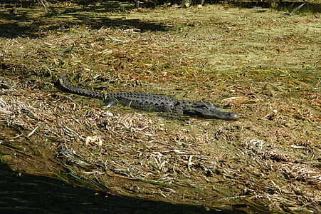 Silver springs, alligaator, Florida, Silver, Springs, krokodillid