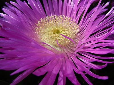 flower, pollen, nature, petals, bloom, purple