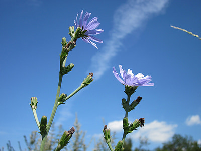 cichorium intybus, chicory, blue daisy, blue dandelion, blueweed, bunk, cornflower