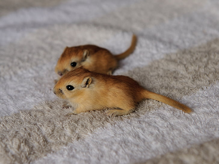gerbil, mouse, 3 weeks, nager, cute, together, gerbils
