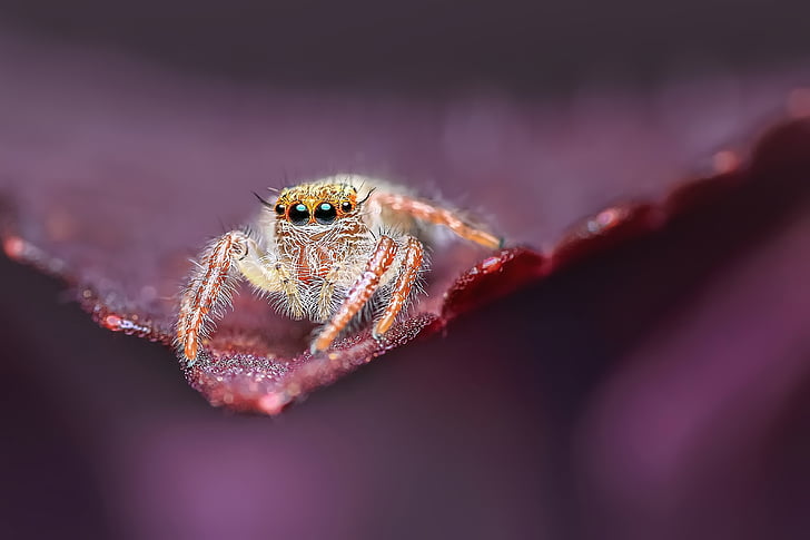 jumping spider, insect, macro, animal, wildlife, spider, nature