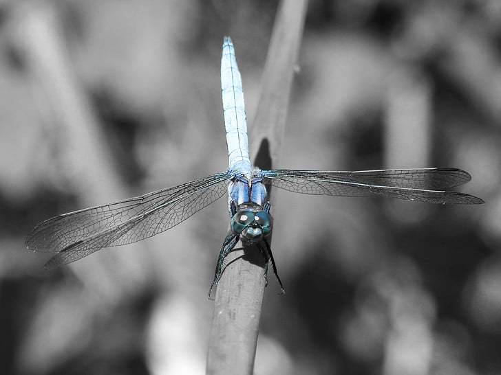 blå dragonfly, stængel, vådområde, Orthetrum cancellatum, Dragonfly