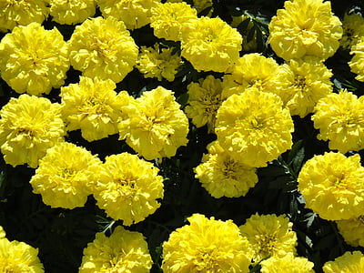 marigold, large, flowers