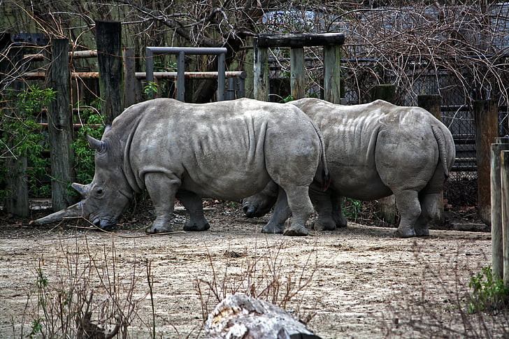 Rhino, noshörning, Horned, Horn, Horn, stora, odjuret