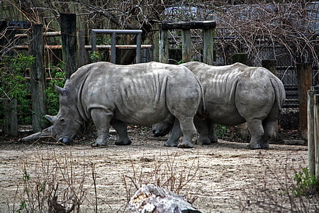 rhino, rhinoceros, horned, horn, horns, large, beast