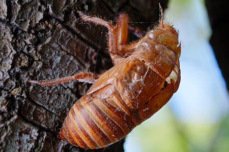 cicada, animal, chantui, the cicada shell, insect, summer, green