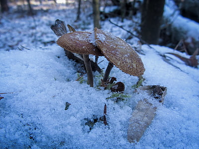 mushroom, ice, snow, winter, cold