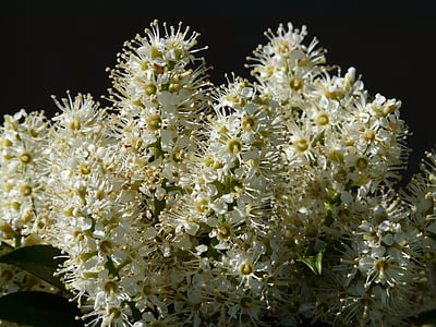 Prunus laurocerasus, Bush, flor, floración, Blanco, planta, laurocerasus officinalis