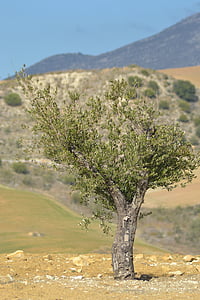 дерево, Средиземноморская, Природа, пейзаж, Испания, вид, Лето