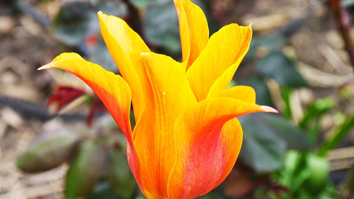 Tulip, tulip noble, flor, primavera, planta