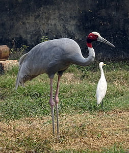 crane, sarus, bird, wildlife, endangered, antigone, migratory
