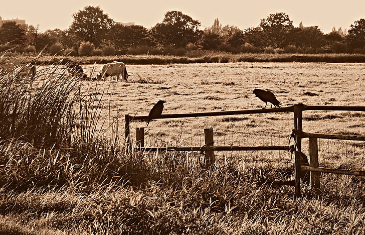 kraai, vogel, dieren in het wild, natuur, Corvus, vogels op een hek