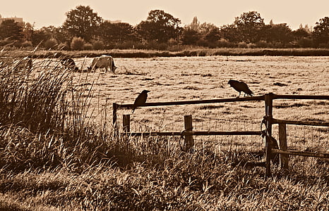 kråka, fågel, vilda djur, naturen, Corvus, fåglar på ett staket
