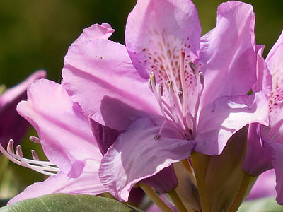 rhododendron, bloom, spring, nature, blossom, plant, flora