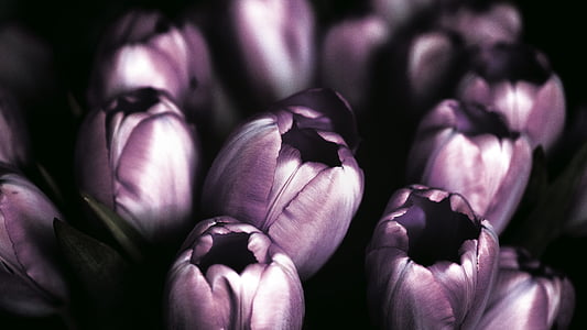Violet, Tulipaner, blomst, natur, haven, lilla, spise sundt