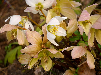 Christmas rose, Blossom, Bloom, winter, lente, wit, winterblueher