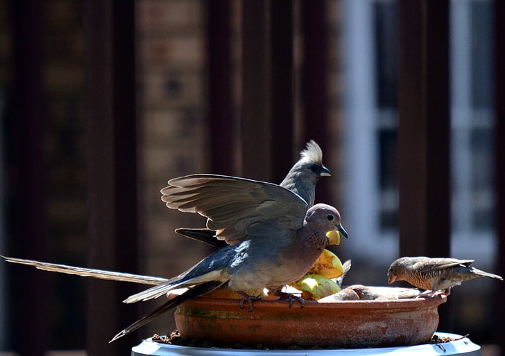 chim bồ câu, bạn bè, đôi cánh, chim, Sparrow, Apple, Sân vườn