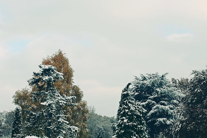 copaci, toamna, iarna, zăpadă, natura, peisaj, frunze
