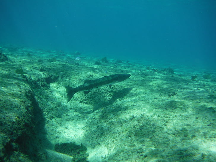 barracuda, fish, underwater, diving, ocean