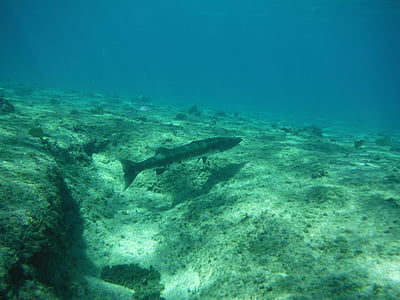 Barracuda, ikan, bawah air, Menyelam, laut