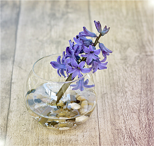 hiacintas, gėlė, Pavasario gėlė, Vaza, Dekoratyvinis stiklas, akmenys, kvepiančių gėlių