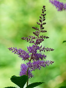 prachtspiere, astilbe, plant, purple, flower, inflorescence, rock crushing plant