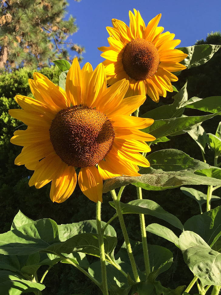 bunga matahari, musim panas, Taman, bunga matahari, alam, kuning, pertanian
