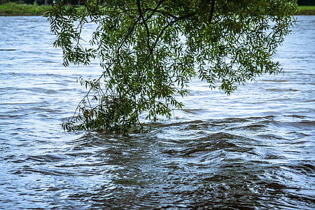 aigua d'alta, riu, arbust, actual, Rin, inundació, les inundacions