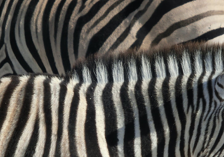 Zebra, strepen, zwart-wit, Afrika, dieren, gestreept, Namibië