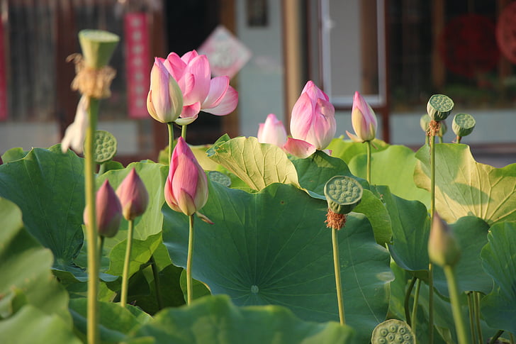 Lotus, kwiat, Latem