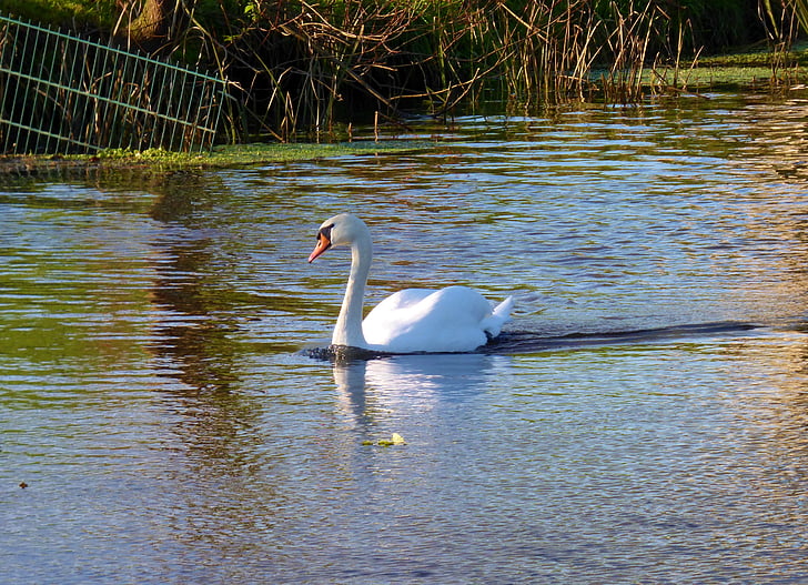 swan, bird, waterfowl, animals, nature, swimming, gracefully