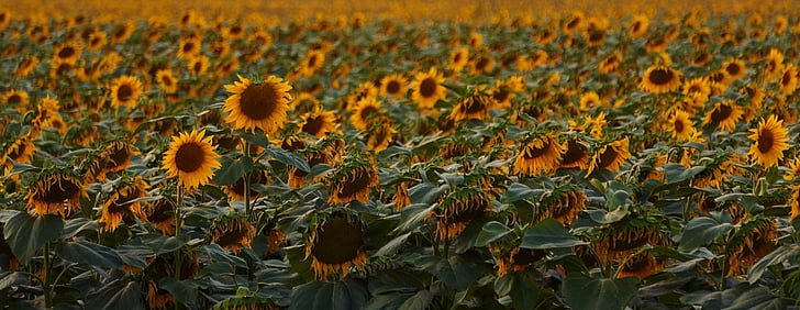 sunflowers, meadow, flowers, sunflower field