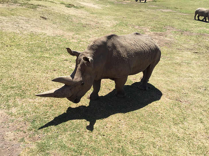 Rinoceronte, jardim zoológico, Rinoceronte, chifre, perigoso, animais do jardim zoológico, animais selvagens