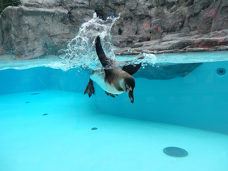 пингвин, вече плувам, Зоологическа градина, фауна, природата