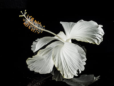 Hibiscus, Blossom, nở hoa, Hoa, trắng, kẹo dẻo, Mallow