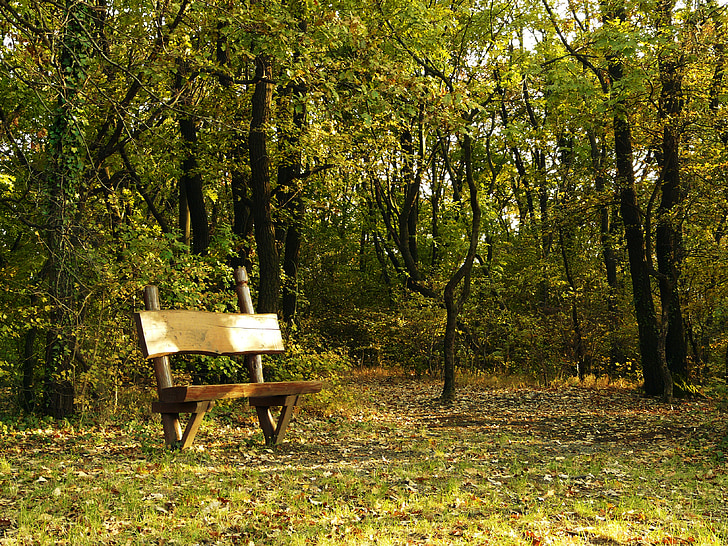 Lavička, na podzim, podzim, parku, Příroda, sezóny, žlutá