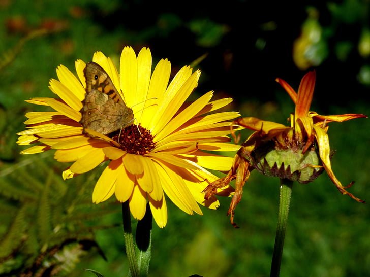 bunga, kupu-kupu, musim panas, Hijauan, alam, serangga, kuning