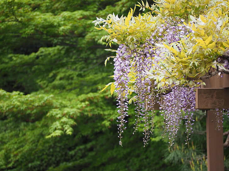 wisteria, wisteria trellis, flowers, japan, nature, tree, flower