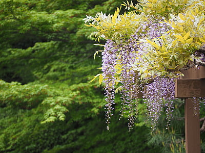 Glicine, graticcio di Wisteria, fiori, Giappone, natura, albero, fiore