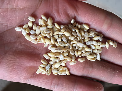 cold barley, also hokkaidō, cross-trigger, seeds, agriculture, hand