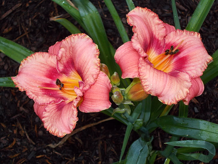 day lily, flower, day, lily, nature, spring, pink flower