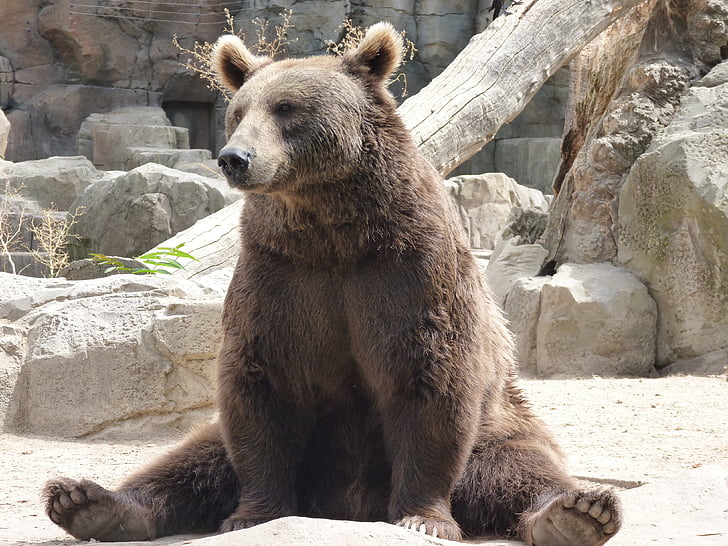 bear, sitting, animal, funny